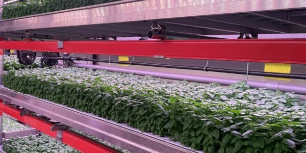 Sistema de agricultura vertical de la startup Néboda